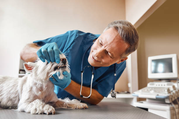 Best Same-Day Emergency Dentist in Long Prairie, MN